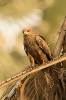 Black Kite (Milvus migrans), Gambia