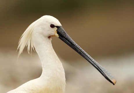 Eurasian Spoonbill (Platalea leucorodia), Schleswig-Holstein, Germany