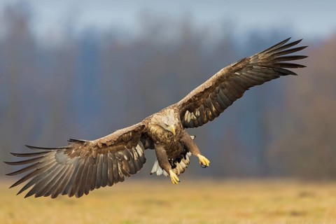 White-tailed eagle, hawk family, animals, birds, birds of prey, (Haliaeetus albicilla), biotope,