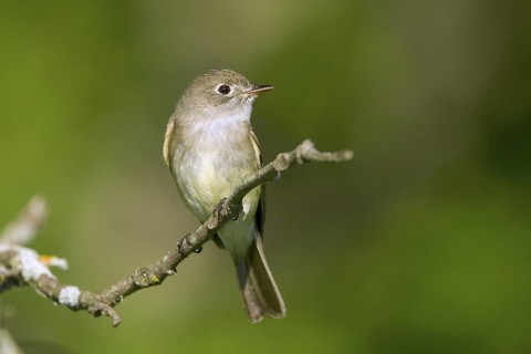 Least Flycatcher Empidonax minimus Tamarack, Aitkin County, Minnesota, United States 11 June Adult