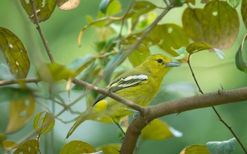 Common Iora (Aegithina tiphia) sitting on a tree branch, Gazipur, Bangladesh