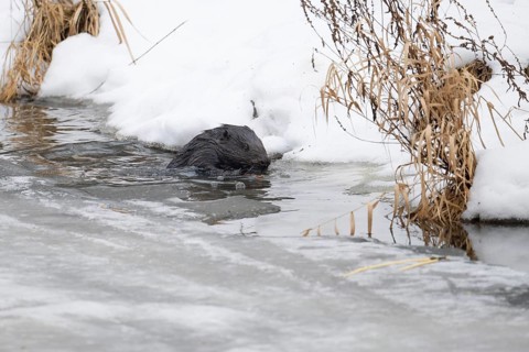 European beaver (Casor fibre), beaver going to the shore in winter, Tyrol, Austria