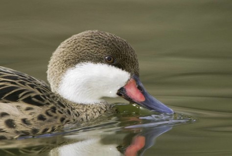 White-cheeked Pintail (Anas bahamensis), Arizona, USA