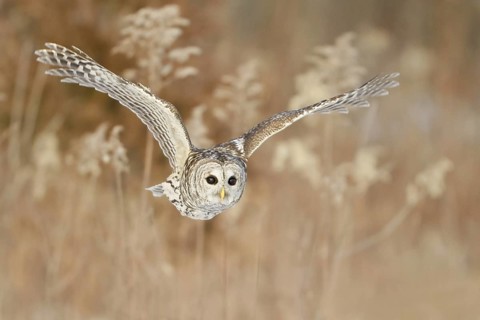 Barred Owl (Strix varia), Ontario, Canada