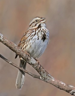 Song Sparrow (Melospiza melodia) singing, Saskatchewan, Canada