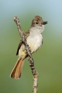 Ash-throated Flycatcher (Myiarchus cinerascens) singing, Arizona, USA