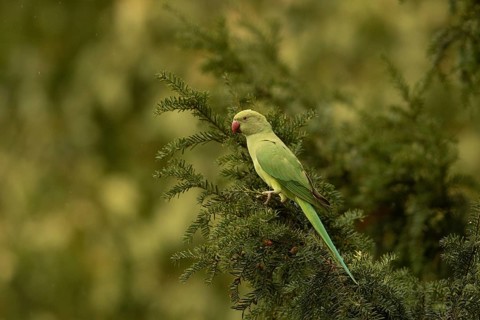 Rose-ringed Parakeet (Psittacula krameri) female perched in European yew (Taxus baccata) tree,