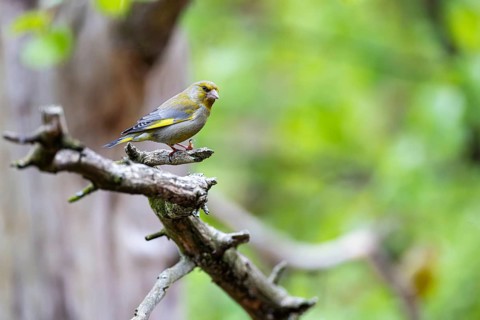 Greenfinch (Chloris chloris) male sitting on a branch, Inari, Lapland, Finland