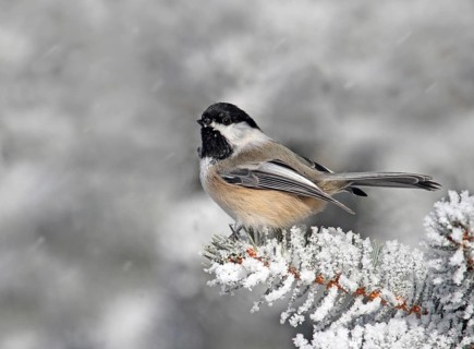 Black-capped Chickadee (Poecile atricapillus), Saskatchewan, Canada