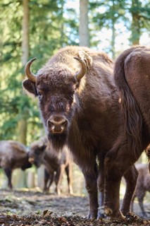 European bison (Bison bonasus) in a forest in spring, Bavarian Forest, Germany