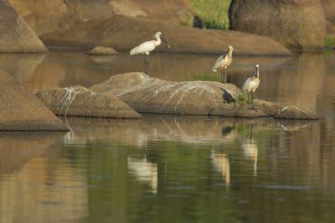 Three spoonbills (Platalea leucorodia) on a rock in the water, reflection, riverside landscape, Los