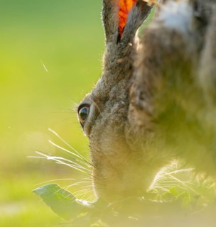 European hare (Lepus europaeus) portrait, wildlife, Lower Saxony, Germany