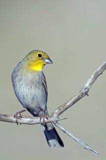 Turkey Bunting, Cinereous Bunting, Lesvos, Greece