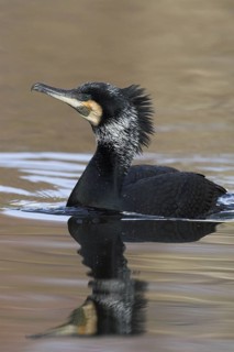 Great Cormorant (Phalacrocorax carbo), Baden-Wuerttemberg, Germany