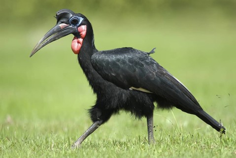 Abyssinian Ground Hornbill (Bucorvus abyssinicus), Ethiopia