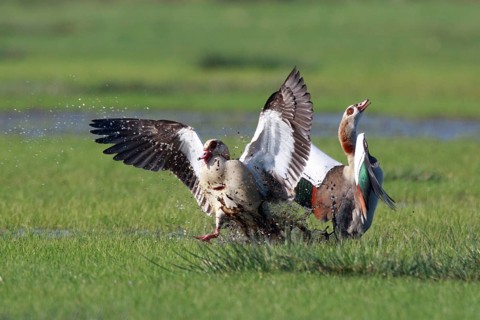 Egyptian Goose (Alopochen aegyptiaca), North Rhine-Westphalia, Germany