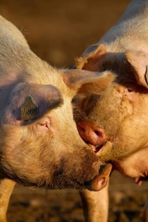 Domestic pig (Sus scrofa domesticus) two adult farm animals standing in mud in a field, England,