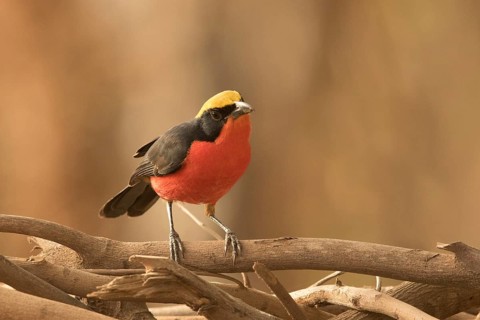 Yellow-crowned Gonolek (Laniarius barbarus), Gambia