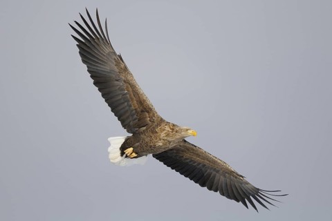 White-tailed Eagle (Haliaeetus albicilla) flying, Hokkaido, Japan