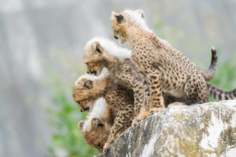 Cheetah (Acinonyx jubatus) youngsters playing with each other, captive, occurrence Africa