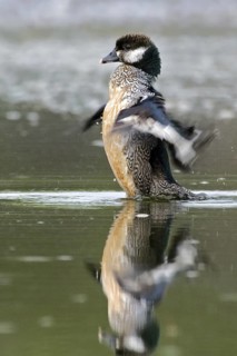 Green Pygmy Goose (Nettapus pulchellus) male, Northern Territory, Australia