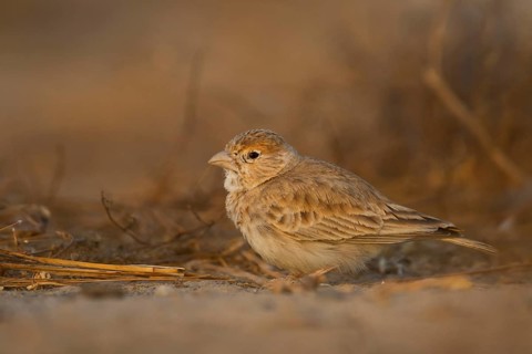 White-crowned Sparrowlark - Weissstirnlerche - Eremopterix nigriceps ssp. melanauchen, Sultanate of