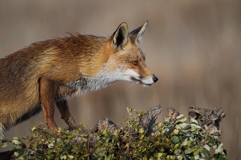A vigilant red fox perched on a field's edge, scanning the surroundings with keen eyes ready to