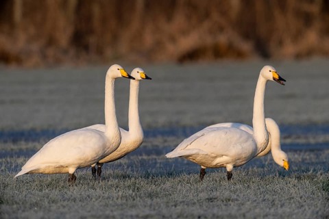 Whooper swans (Cygnus cygnus), Emsland, Lower Saxony, Germany