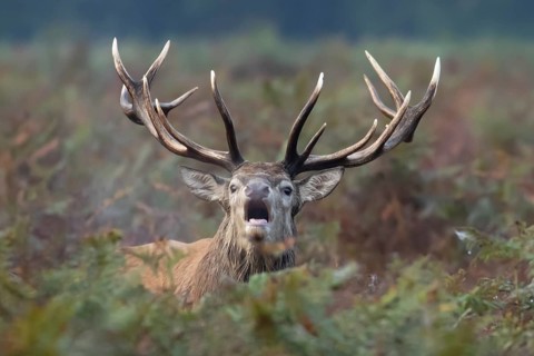 Red deer (Cervus elaphus) adult male stag animal roaring in the rutting season amongst autumn