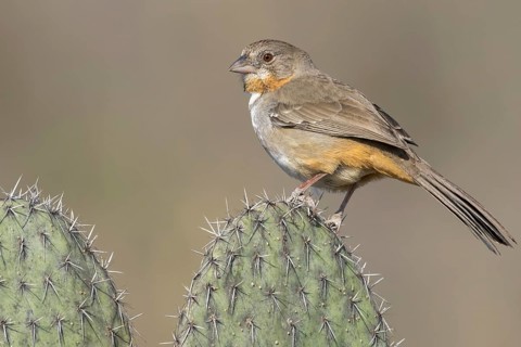 White-throated Towhee (Melozone albicollis) perched on a branch in Oaxaca, Mexico