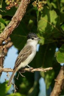 White-naped Xenopsaris (Xenopsaris albinucha) perched on a branch in the rainforest of Guyana