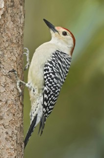 Red-bellied Woodpecker (Melanerpes carolinus), Florida, USA