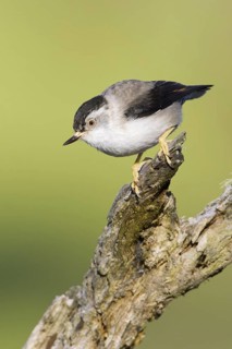 Varied Sittella (Daphoenositta chrysoptera), Victoria, Australia