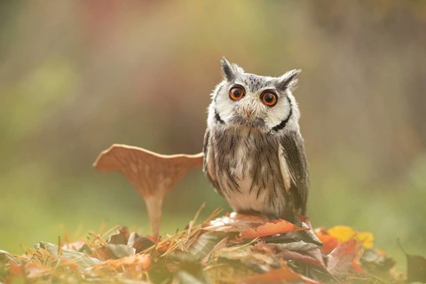 Southern White-faced Owl (Ptilopsis granti) captive, Germany