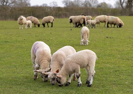 Sheep, lambs, sheep pasture, public footpath, Moreton-in-Marsh, Cotswolds, England, Great Britain