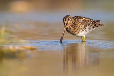 Snipe, (Gallinago gallinago), foraging, Raysut, Salalah, Sohar, Oman