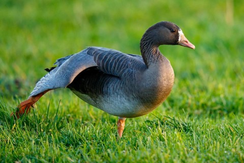 Greater White-fronted Goose (Anser albifrons) stretching, North Rhine-Westphalia, Germany
