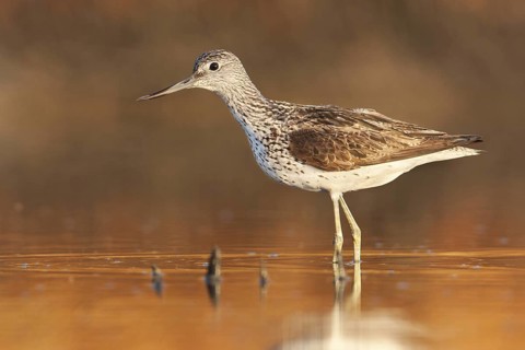 Common Greenshank (Tringa nebularia), Greece