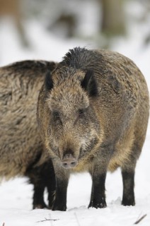 A wild boar looks directly into the camera in the winter forest, Wild boar (Sus scrofa), Bavarian