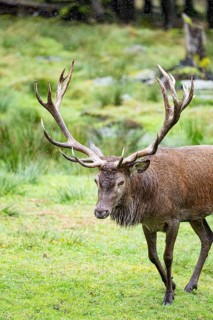 Red deer (Cervus elaphus) Rutting behaviour captive Germany