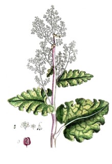 Rheum rhabarbarum, common rhubarb, digital reproduction of a historical original, between 1790 and
