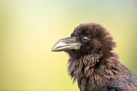 Northern Raven (Corvus corax), Danube Delta, Romania