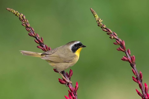Common Yellowthroat (Geothlypis trichas) male perched on a branch, Texas, USA