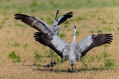 Crane, Common Crane, Crane, Grus grus, Grue cendrée, Grulla Común, Övre Västerstad, Degerhamn,