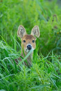 Chinese water deer (Hydropotes inermis) adult animal amongst reeds of a reedbed, England, United