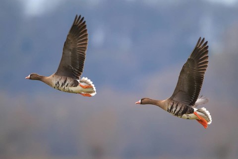 Greater White-fronted Goose (Anser albifrons) flying, North Rhine-Westphalia, Germany