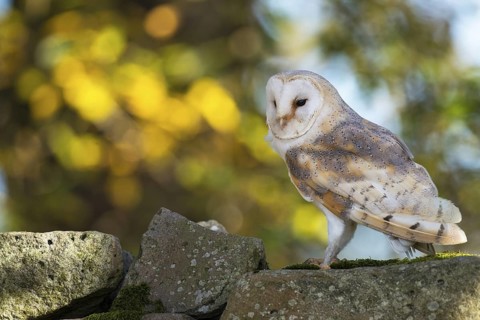 Western Barn Owl (Tyto alba), Lower Saxony, Germany