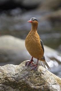Torrent Duck (Merganetta armata) female, Ecuador
