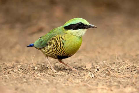Bar-bellied Pitta (Hydrornis elliotii) male perched on the ground, Cat Tien National Park, Vietnam