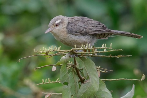 Thrush-like Wren (Campylorhynchus turdinus turdinus) perched on a branch in the Pantanal region of